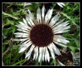 Click for large version